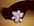 Broche fleur